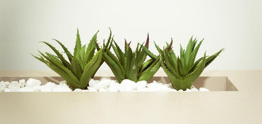 Descubre las propiedades del aloe vera para el pelo