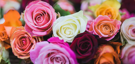 Las rosas son una de las flores más utilizadas en el mundo de la perfumería