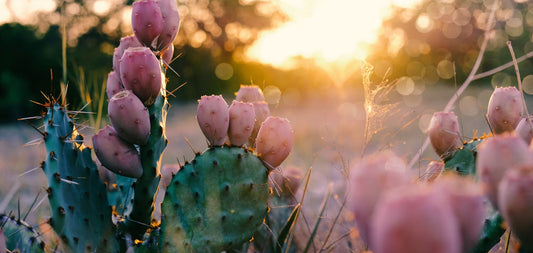 Conoce las propiedades del cactus en cosmética