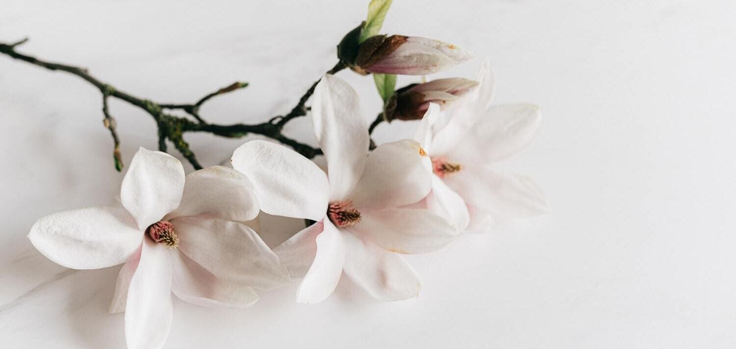 Top con los mejores perfumes con magnolia